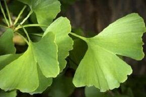 Ginkgo biloba follas para o crecemento do pene