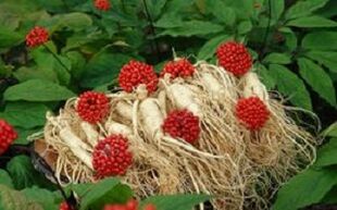 O ginseng aumenta o fluxo sanguíneo ata o pene