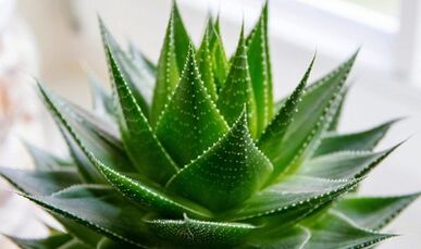 O uso de aloe para aumentar o membro