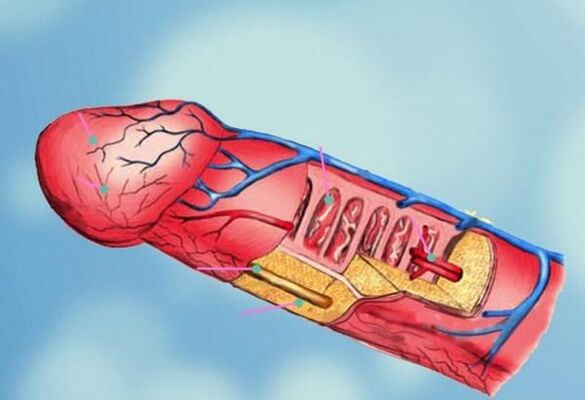 estrutura do pene e aumento da cabeza